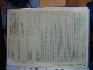 verkaufe  1,1 testudo marginata