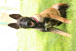 Belgischer Schäferhund Malinois Hündin 4 Monate alt