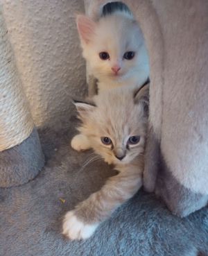 Unsere kleinen Ragdoll-Katzen suchen ihr neues Zuhause.