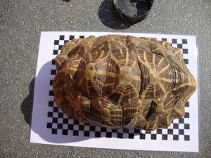 Geochelone elegans (Sternschildkröte)