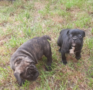 Englische x Französische Bulldoggen Mix Welpen 