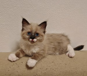 Schöne Ragdoll Birma Mix Mädchen 