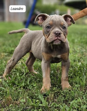 Old English Bulldog Welpen Lilac Tan, Blue Tri