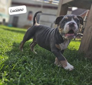 Old English Bulldog Welpe Blue Tricolour