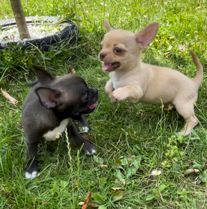 Chihuahua Welpen mit Ahnenpass