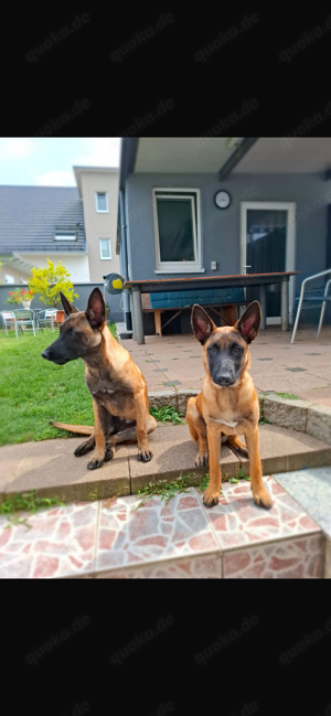 Jungen Malinois zu verkaufen in erfahrenen Hände 