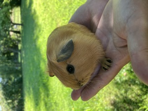 Meerschweinchen-Böckchen, Carlos sucht eine liebe Familie