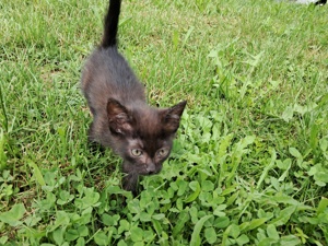 Süße Katzenbabys in gute Hände abzugeben 