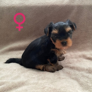 Yorkshire-Terrier-Welpen 900 Euro