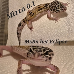 Leopardgeckos Msbn Het Eclipse und Midnight Blizzard 
