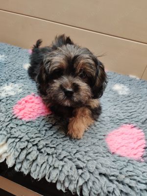 Maltipoo mix der süße Milo sucht noch endlich eine eigene Familie 