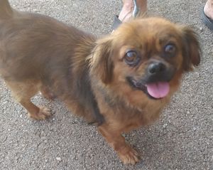 Pekinese Hündin 1j 20cm 5kg RUHIGER CHARAKTER Ausreise nach Adoption