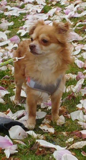 Deckrüde Chihuahua