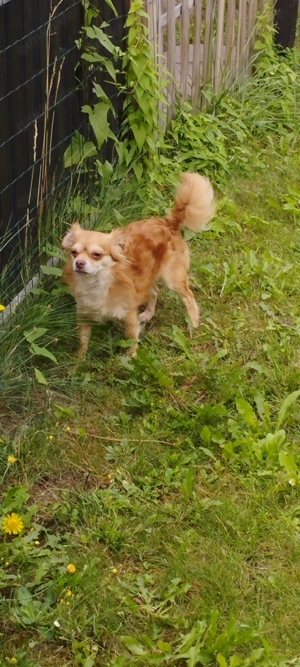 Deckrüde Chihuahua Bild 2