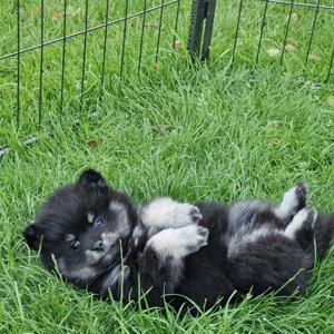 Mini Pomeranian Pomsky Welpen Hündinnen 