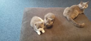 2 Kätzchen suchen ein Zuhause