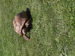 Spornschildkröte   Sulcata 