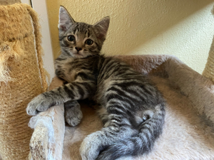 Ragdoll Mix Kitten