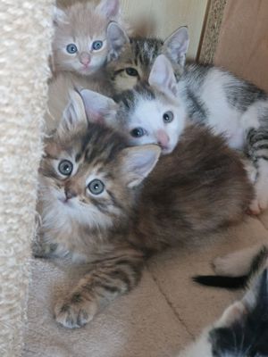 Maine Coon Kätzchen Baby Kitten suchen ein Zuhause, Tabby 