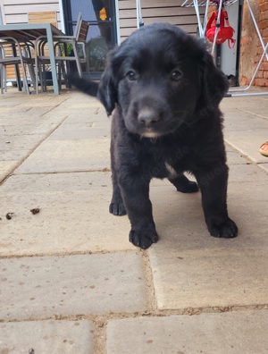 Labrador-Appenzeller Sennhund Welpen