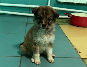 Hermine will raus aus dem öden Tierheim Bild 9