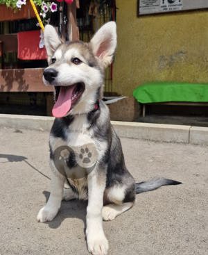 Hübscher Husky Mischling Welpe Mysty *reserviert*