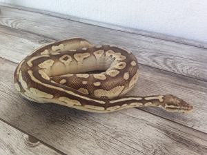 1.0 Lesser Pastel het. Pied 