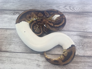 0.1 Piebald Adult