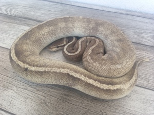 1.0 GHI Mojave Pastel Cinnamon