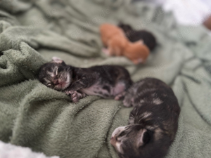 Maine Coon Kitten 