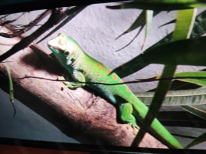 Madagaskar Gecko zu verkaufen 