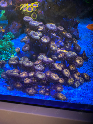 Meerwasser Korallen Zoanthus 