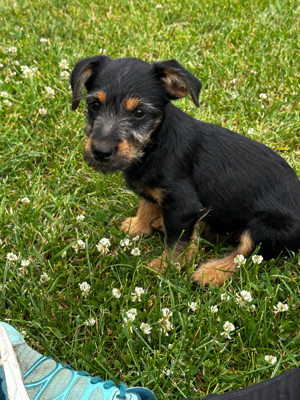 Jack Russel Mix Welpen suchen neues Zuhause