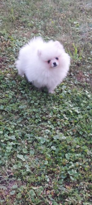 Pomeranian Zwergspitz 