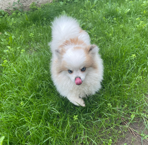 zwergspitz Pomeranian 