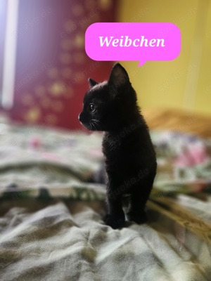 Kitten suchen ein liebevolles Zuhause 