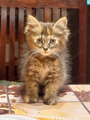 Süsse Maine Coon Mix Kitten 