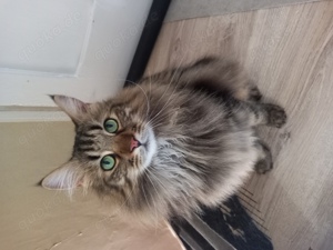 Maine Coon Kater Cody 