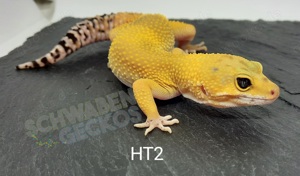 Leopardgecko Mack Super Snow,  Super Hypo Tangerine,  Black Night 