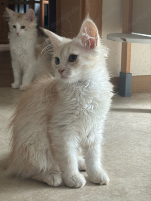 Maincoon Norweger in liebevolle Hände abzugeben 