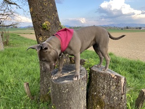 Liebe Hundedame Mischling