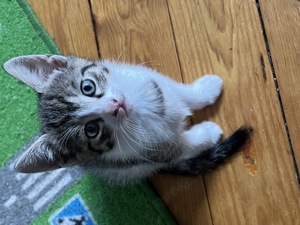 4 kleine Kitten suchen neue Dosenöffner