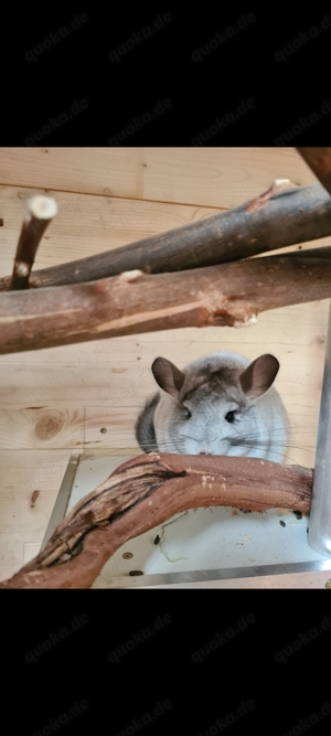 2 liebe Chinchilla-Mädchen mit Stall suchen ein neues Zuhause!