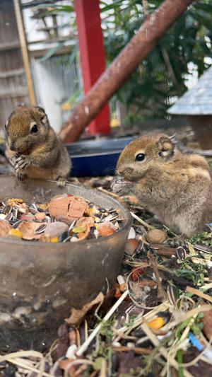 Streifenhörnchen