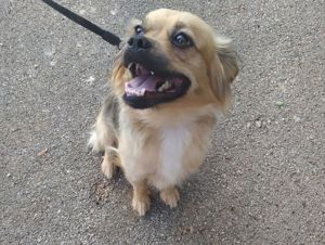 Pekinese Mix Hündin 3j 8kg 35cm  Ausreise nach Adoption VIDEO vom HUNDETRAINER