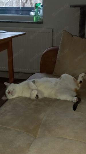 2 Mietzen 1 Kater abzugeben 