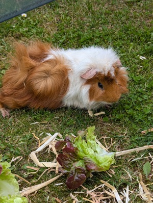 Meerschweinchen Männchen zu verkaufen 