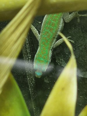 Taggecko Phelsuma cepediana 0.0.2