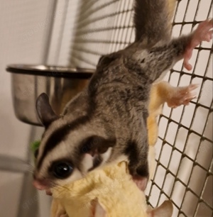 Sugar Glider Abgabe bereit M W 