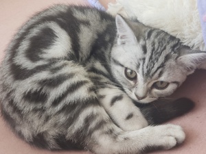 Bkh classic silver tabby 